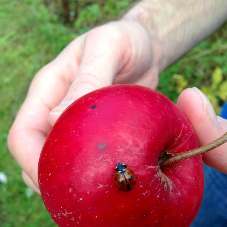 Enjoying the Harvest